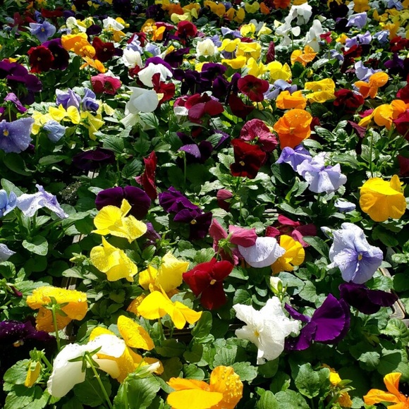 Meet your Posher, Tara - Picture 2 of 2